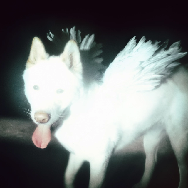 Fat Dog Cancel Me (I'm Tired) (LP) 