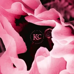 Kolman &amp; Calvert The Pink Carnage Of Cartilago (CD)