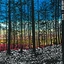 Ondt Blod Bauta (LP)