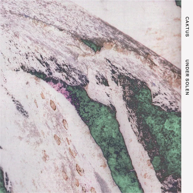 Caktus Under Solen (LP) 
