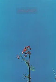 Joanna Newsom Joanna &amp; Ys Street Band (12")