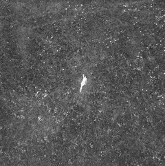 Birds Of Passage The Last Garden (LP)