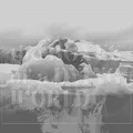 If These Trees Could Talk The Bones Of A Dying World - LTD (2LP)