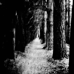 Stray Theories Falter - LTD (LP)