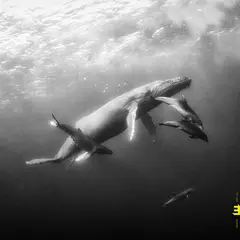 Kevin Hays &amp; Lionel Loueke Hope (CD)