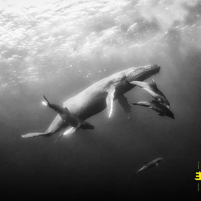 Kevin Hays & Lionel Loueke Hope (CD) 