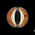 Alexi Tuomarila Trio Sphere (CD)