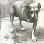 Alice In Chains Alice In Chains: 30th… - LTD (2LP)