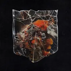 Shields Death &amp; Connection - LTD (LP)