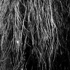 Merzbow/Iggor Cavalera/Eraldo Bernocchi Nocturnal Rainforest (LP)