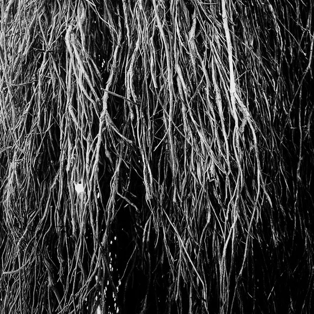 Merzbow/Iggor Cavalera/Eraldo Bernocchi Nocturnal Rainforest (LP) 