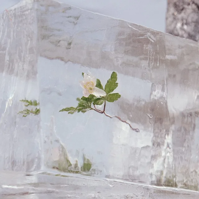 Efterklang Windflowers (LP) 