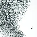 Wilco Sky Blue Sky (2LP)
