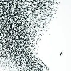 Wilco Sky Blue Sky (2LP)