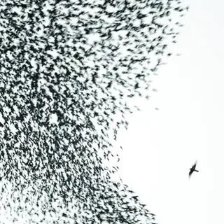 Wilco Sky Blue Sky (2LP)