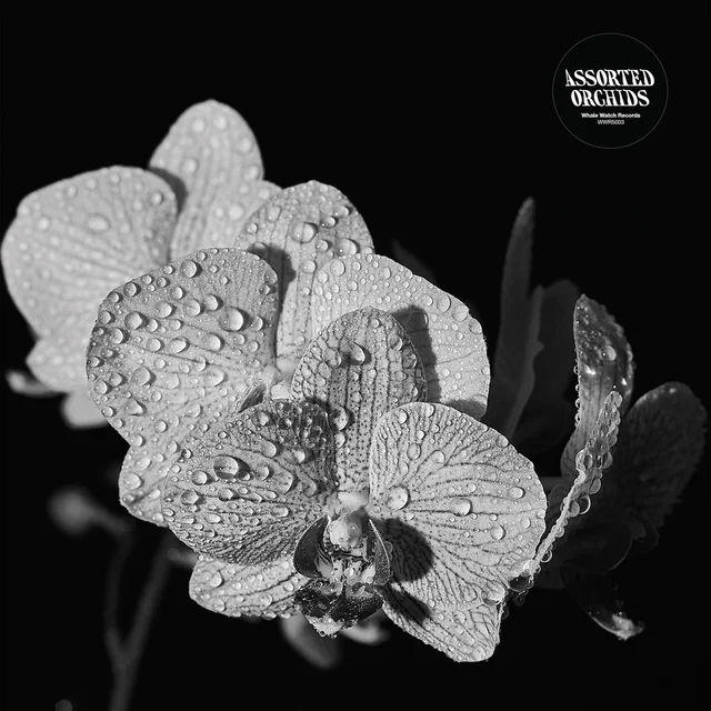 Assorted Orchids Assorted Orchids - LTD (LP) 
