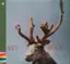 Saft Horn (CD)