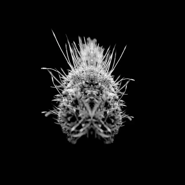 Selm Tiiier / Post-Adrenaline (LP) 