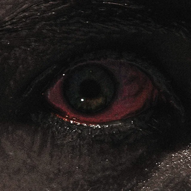 Voreus The Proclamation (LP) 