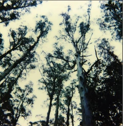 The Frightening Lights Untitled (LP)