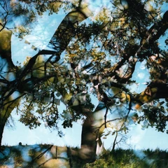 Bird By Snow Common Wealth (LP)