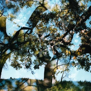Bird By Snow Common Wealth (LP) 
