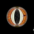 Alexi Tuomarila Trio Sphere (LP)