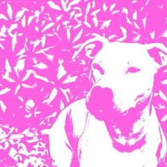 Jenna And The Pups &amp; The HIRS Collective Split (LP)