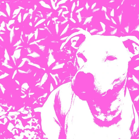 Jenna And The Pups & The HIRS Collective Split (LP) 