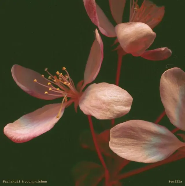 Pachakuti & Young.Vishnu Semilla (LP) 