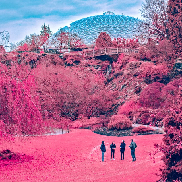 The Zolas Swooner (LP) 
