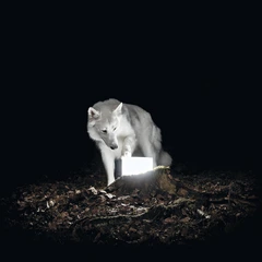 Vanishing Life Surveillance (LP)