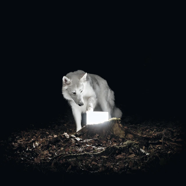 Vanishing Life Surveillance (LP) 