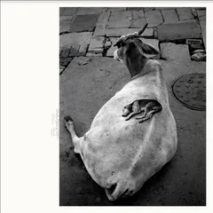 Leo Abrahams &amp; Ismaily Shahzad Visitations (LP)