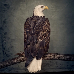 Clutch Book Of Bad Decisions (2LP-PIC)