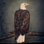 Clutch Book Of Bad Decisions (2LP)