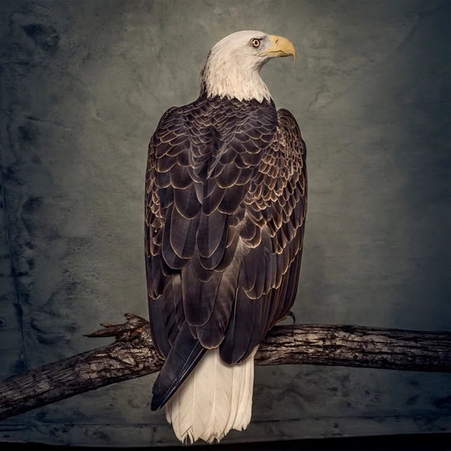Clutch Book Of Bad Decisions (2LP-PIC) 