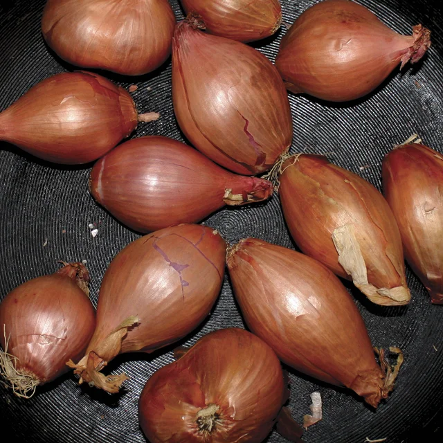Ty Segall Fried Shallots (LP) 
