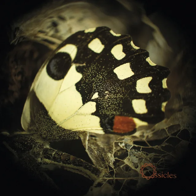 Ossicles Music For Wastelands (2LP) 