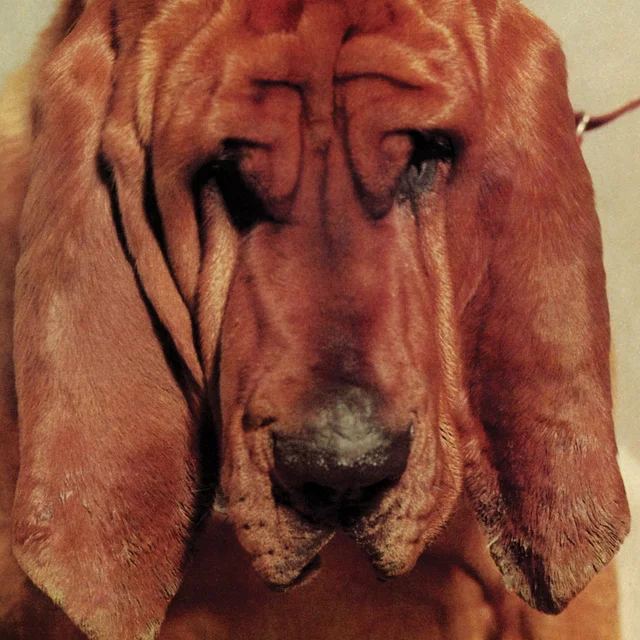 Ty Segall Goodbye Bread (LP) 