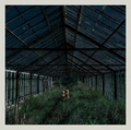 Foxing Dealer (LP)