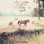 Bill Callahan Sometimes I Wish We Were An Eagle (LP)