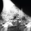 Godspeed You! Black Emperor Asunder, Sweet And Other Distress (LP)
