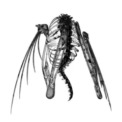 Lotic Heterocetera (LP)