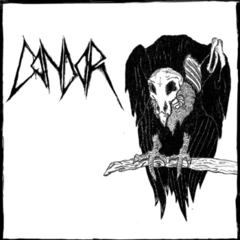 Condor Condor (LP)
