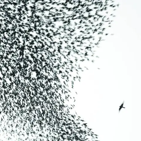 Wilco Sky Blue Sky (2LP) 