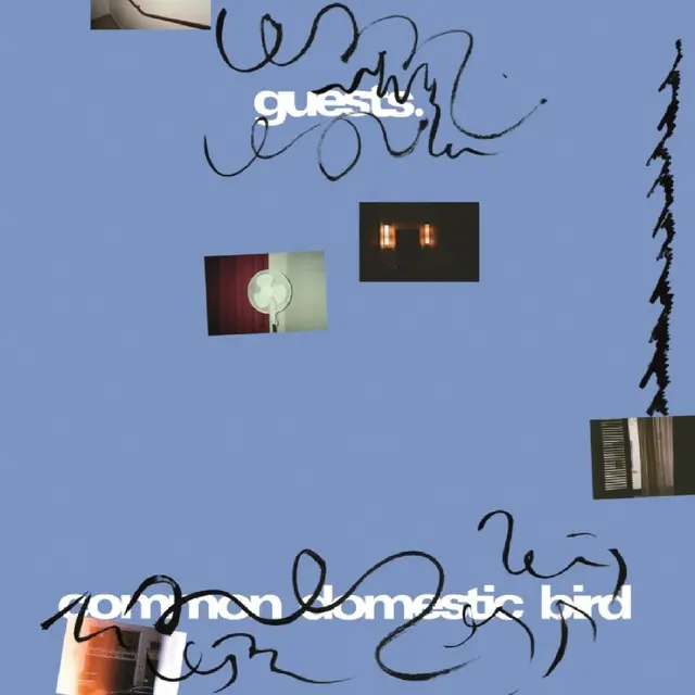 Guests Common Domestic Bird (LP) 