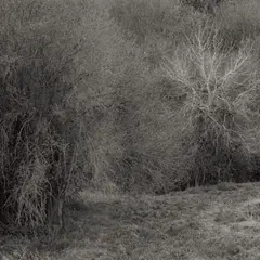 K. Leimer Atrophies For Piano (LP)