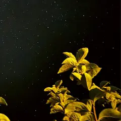 Thomas Peter Changing Bodies (LP)