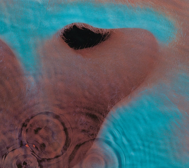 Pink Floyd Meddle (LP) 